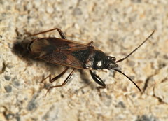 Eremocoris
