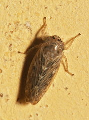 Euscelis