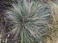 Festuca coxii