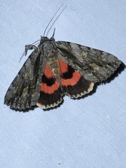 Catocala coccinata