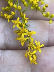 Solidago pinetorum