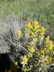Orthocarpus luteus