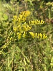Solidago pinetorum