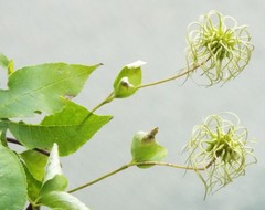 Clematis viorna