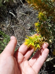 Orthocarpus luteus