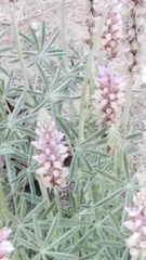 Lupinus lepidus confertus