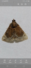 Hypena abalienalis