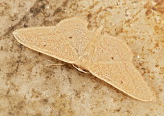 Idaea consanguiberica
