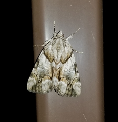 Catocala blandula