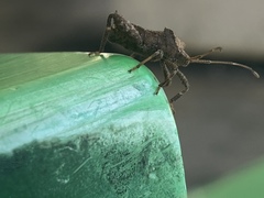 Acanthocoris