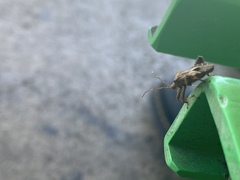 Acanthocoris