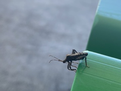 Acanthocoris