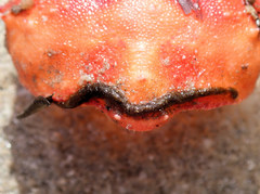 Schizophrys rufescens