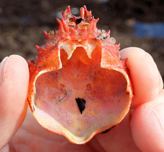 Schizophrys rufescens