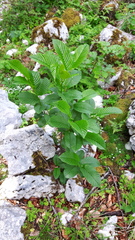 Rhamneae
