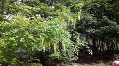 Laburnum