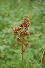Ligularia glauca