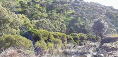 Melaleuca brevifolia