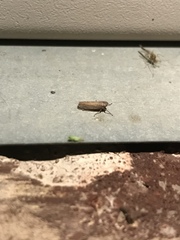 Paramesus major