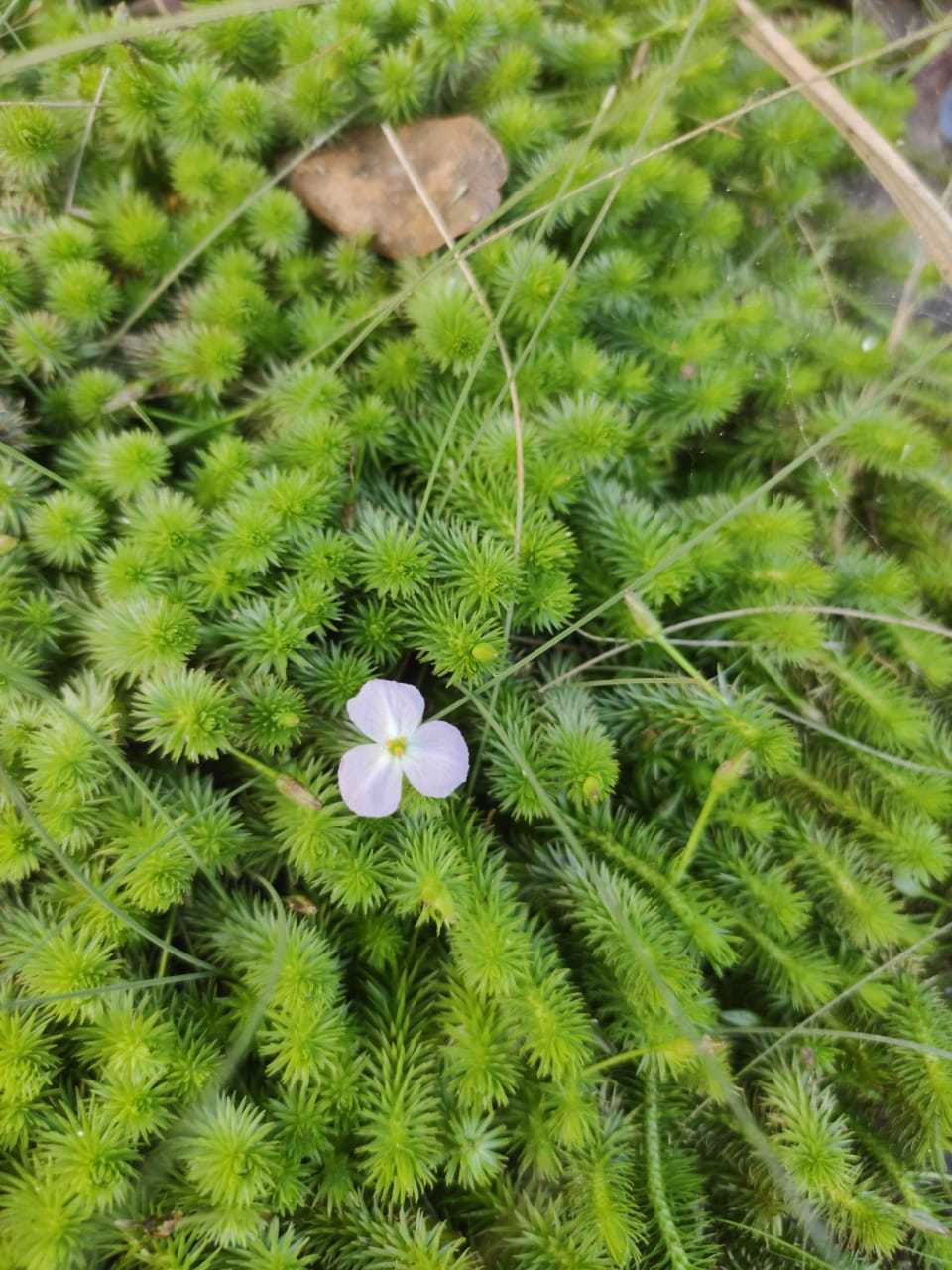 Mayaca fluviatilis