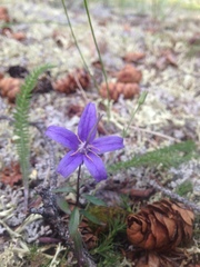 Campanula aurita