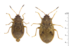 Nothochromus maoricus