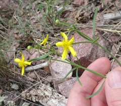 Ranunculus arizonicus