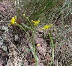 Ranunculus arizonicus