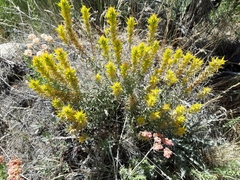 Orthocarpus luteus