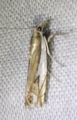 Crambus bidens