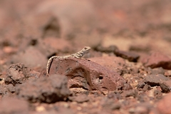 Liolaemus audituvelatus