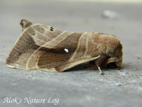 Lebeda nobilis