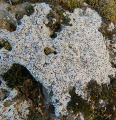 Verrucaria mimicrans