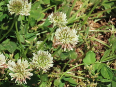 Trifolium repens repens