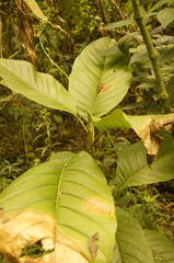 Magnolia hernandezii