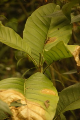 Magnolia hernandezii