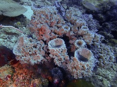 Mycale regularis