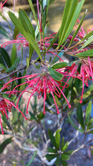 Grevillea oleoides