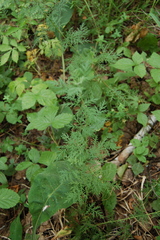Artemisia gmelinii