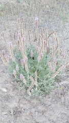 Lupinus lepidus confertus