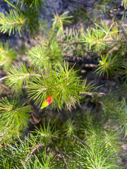 Stenanthera pinifolia
