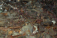 Eriogonum esmeraldense esmeraldense