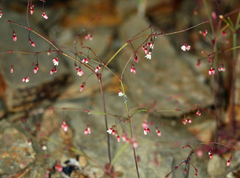 Eriogonum esmeraldense esmeraldense