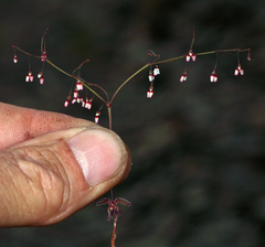 Eriogonum esmeraldense esmeraldense