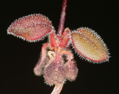 Eriogonum esmeraldense esmeraldense