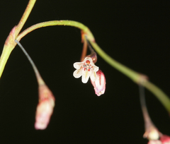 Eriogonum esmeraldense esmeraldense