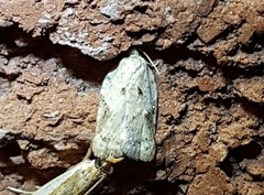 Acleris nivisellana