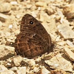 Satyrus actaea