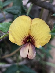 Bossiaea cinerea