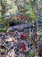 Grevillea diffusa